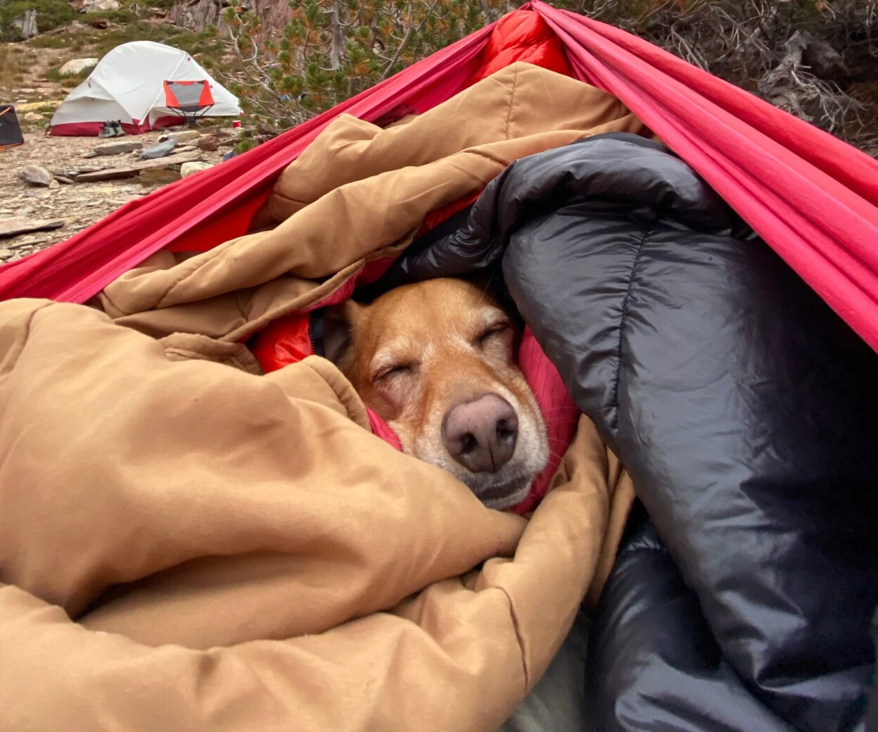 Is the Yeti Trailhead Dog Bed Worth It? One Happy Dog Reviewer